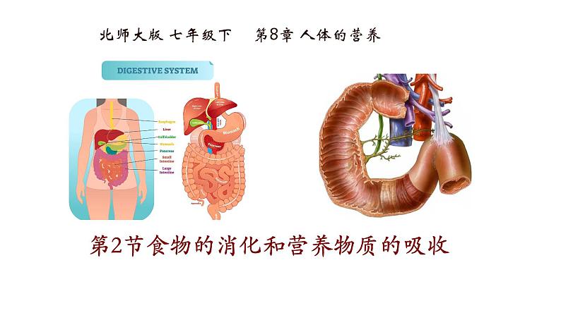 食物的消化和营养物质的吸收课件PPT第1页