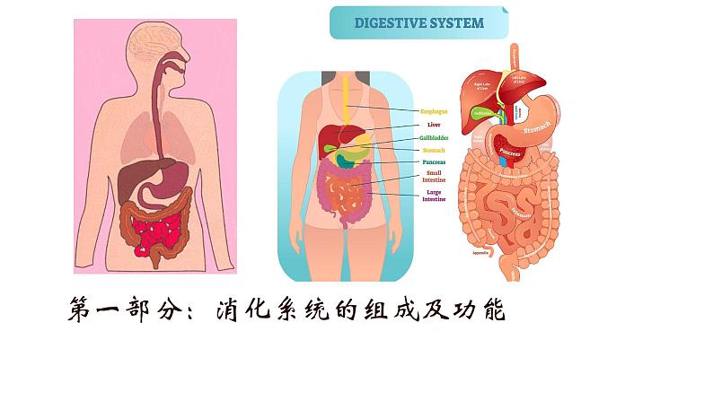 食物的消化和营养物质的吸收课件PPT第4页