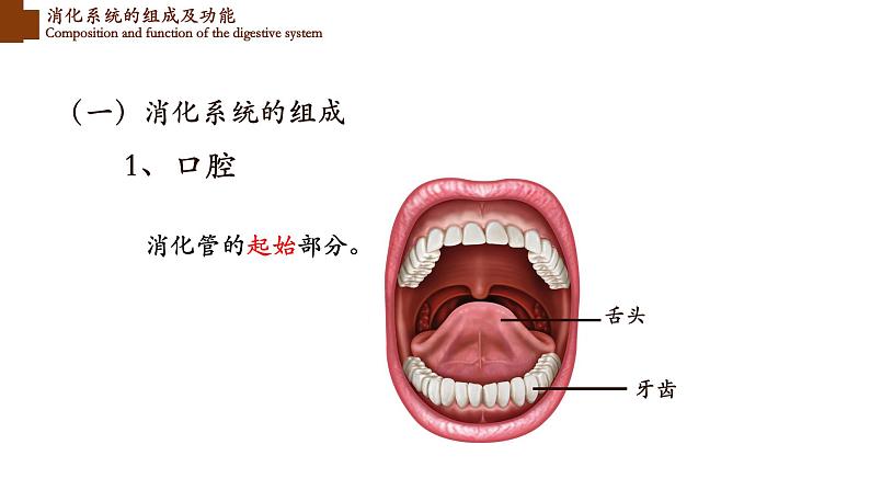 食物的消化和营养物质的吸收课件PPT第6页