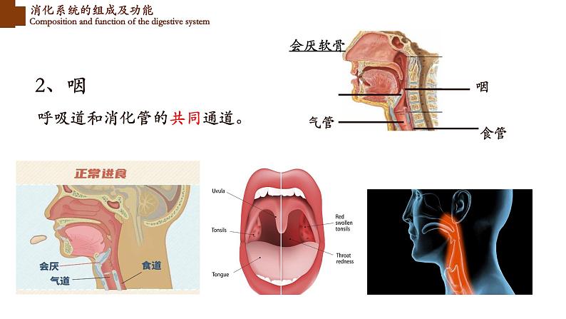 食物的消化和营养物质的吸收课件PPT第7页