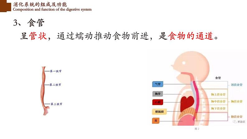 食物的消化和营养物质的吸收课件PPT第8页