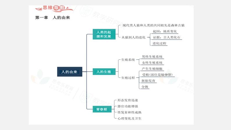 人教版初中生物复习 专题9 人的由来 课件第2页