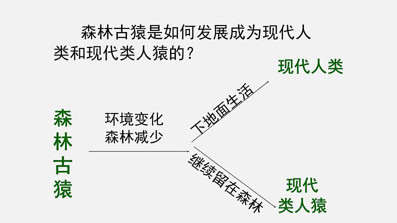 人教版初中生物复习 专题9 人的由来 课件第4页