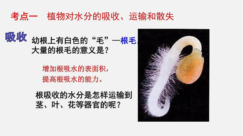 人教版初中生物复习 专题6 绿色植物与生物圈的水循环 课件第3页