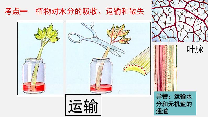 人教版初中生物复习 专题6 绿色植物与生物圈的水循环 课件第4页