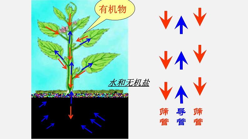 人教版初中生物复习 专题6 绿色植物与生物圈的水循环 课件第5页