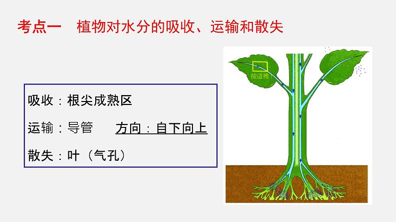 人教版初中生物复习 专题6 绿色植物与生物圈的水循环 课件第6页