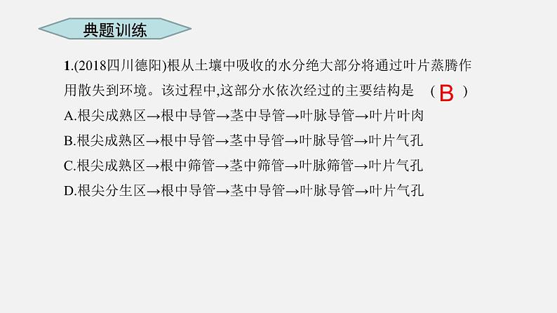 人教版初中生物复习 专题6 绿色植物与生物圈的水循环 课件第7页