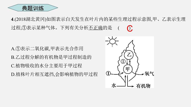 人教版初中生物复习 专题7 绿色植物的光合作用 课件第7页