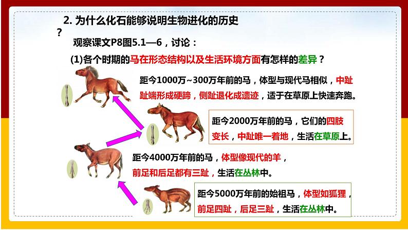 第5单元 生命的演化 第1章 生命的起源和进化 第2节 生物进化的证据课件PPT07