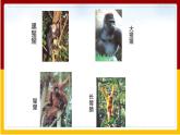 第5单元 生命的演化 第2章 人类的起源和进化 第1节 人类的起源课件PPT