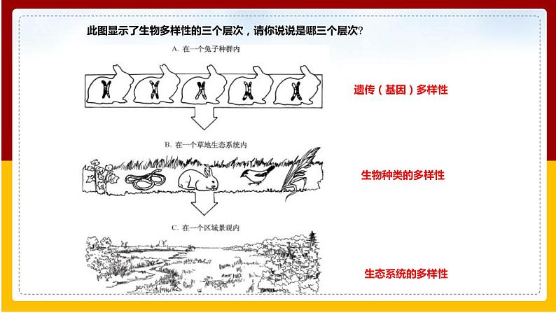 第6单元 生物与环境 第3章 生物多样性及保护 第1节 生物多样性课件PPT第3页