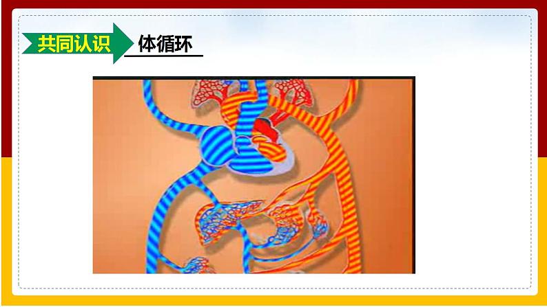 第3章 人体内的物质运输 第3节 物质运输的途径课件PPT第6页