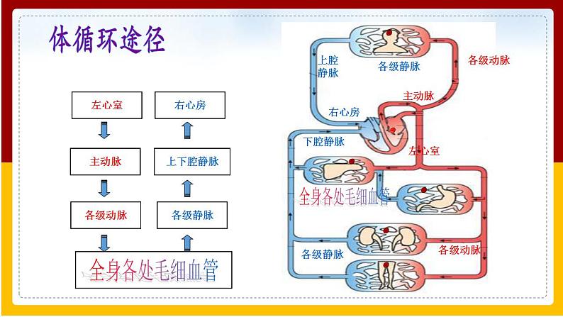 第3章 人体内的物质运输 第3节 物质运输的途径课件PPT第7页