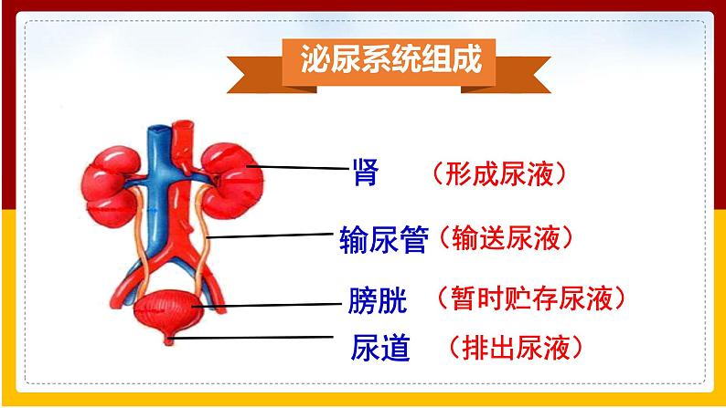 第4章 人体内废物的排出 第1节 尿液的形成和排出课件PPT第7页