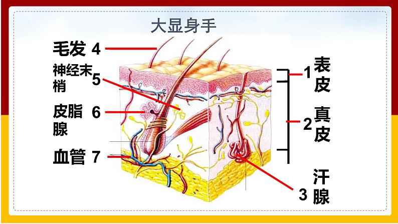 第4章 人体内废物的排出 第2节 汗液的形成和排出课件PPT第5页