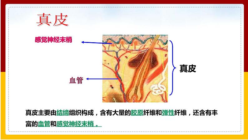 第4章 人体内废物的排出 第2节 汗液的形成和排出课件PPT第8页