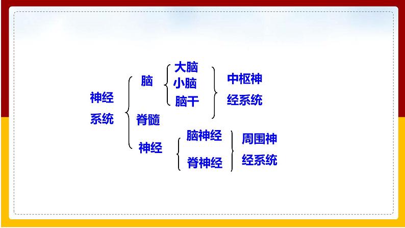 第5章 人体生命活动的调节 第2节 神经调节的结构基础课件PPT05