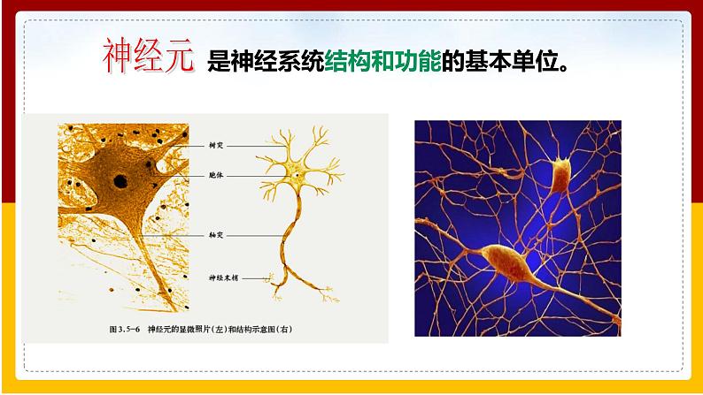 第5章 人体生命活动的调节 第2节 神经调节的结构基础课件PPT06