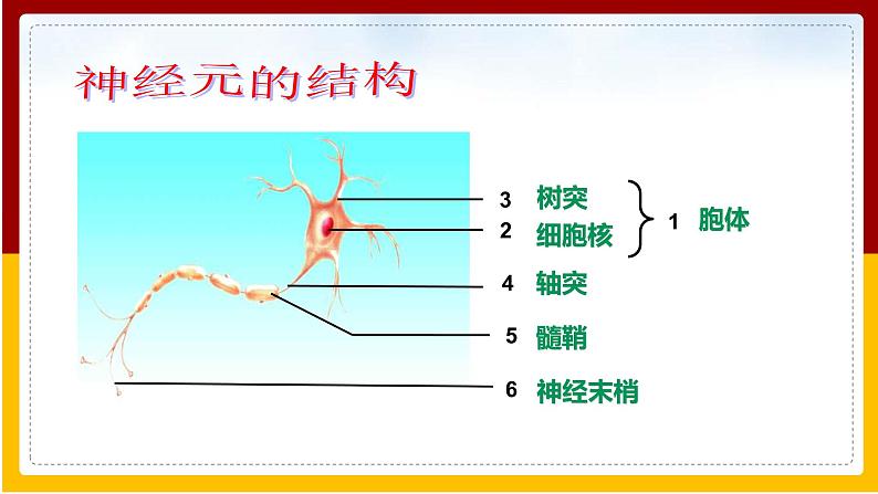 第5章 人体生命活动的调节 第2节 神经调节的结构基础课件PPT08