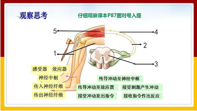 第5章 人体生命活动的调节 第3节 神经调节的基本方式课件PPT08