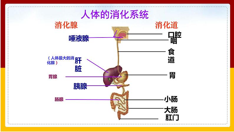 第1章 人的生活需要营养 第2节 消化和吸收课件PPT第3页