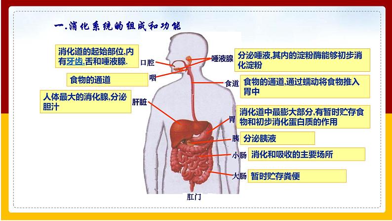 第1章 人的生活需要营养 第2节 消化和吸收课件PPT第4页