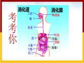 第1章 人的生活需要营养 第2节 消化和吸收课件PPT