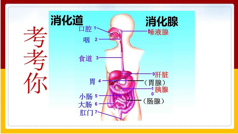 第1章 人的生活需要营养 第2节 消化和吸收课件PPT第5页