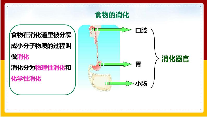 第1章 人的生活需要营养 第2节 消化和吸收课件PPT第7页