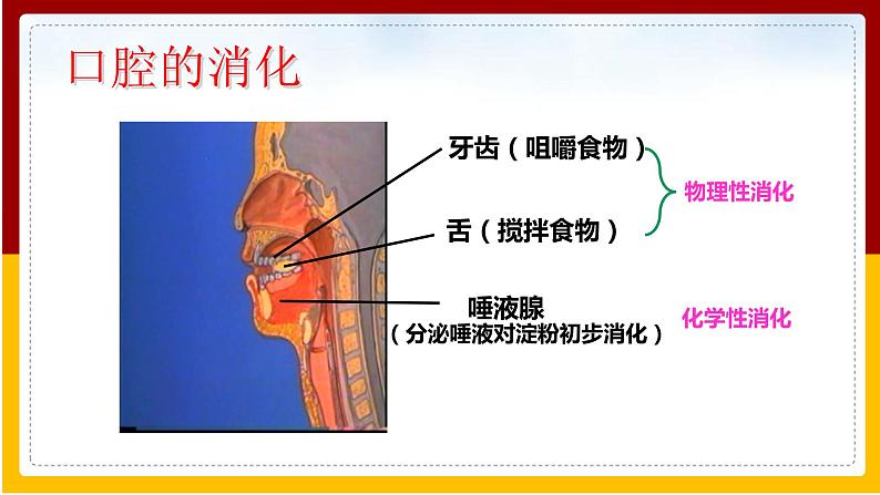 第1章 人的生活需要营养 第2节 消化和吸收课件PPT第8页