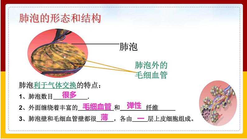 第2章 人的生活需要空气 第1节人体与外界的气体交换课件PPT第6页