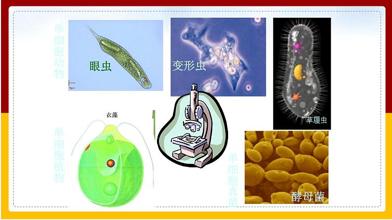 第9章 生物体有相似的结构层次 第3节 单细胞的生物体课件PPT04