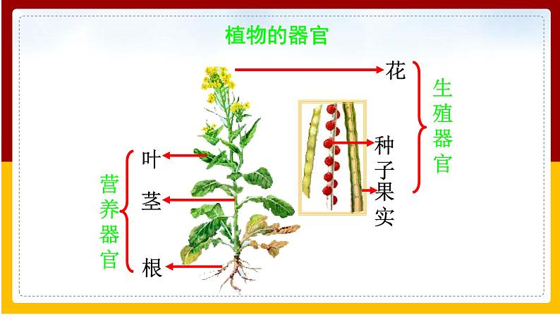 第9章 生物体有相似的结构层次 第1节 植物体的组成课件PPT03