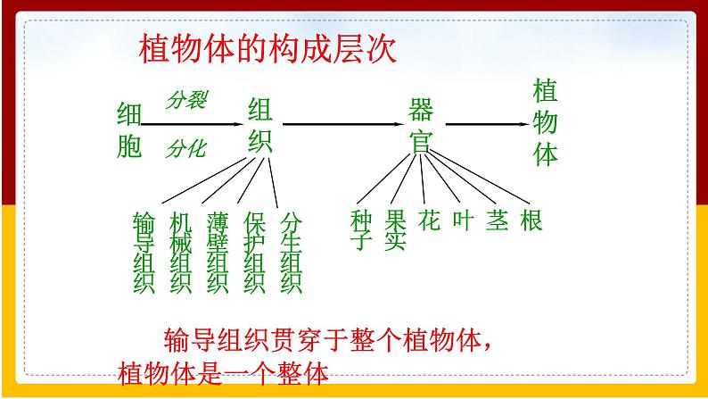 第9章 生物体有相似的结构层次 第1节 植物体的组成课件PPT07