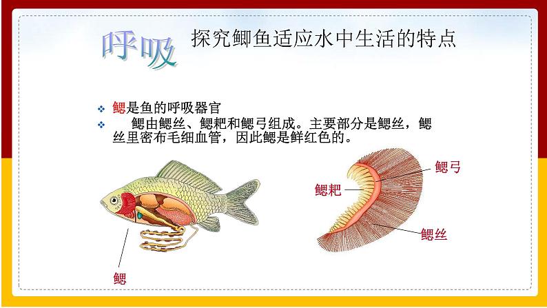 第10章 水中的生物 第1节 水中的动物课件PPT08