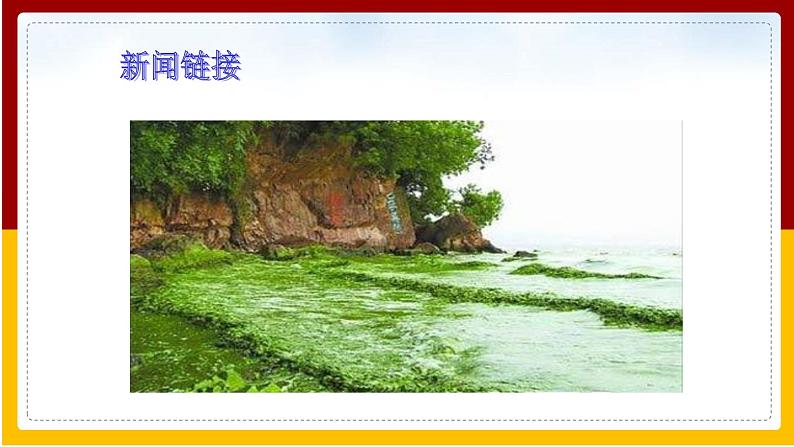 第10章 水中的生物 第2节 水中的藻类植物课件PPT02