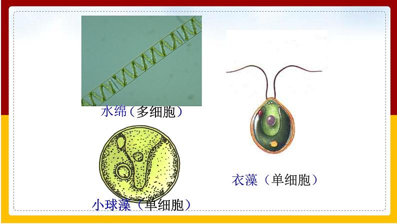 第10章 水中的生物 第2节 水中的藻类植物课件PPT06