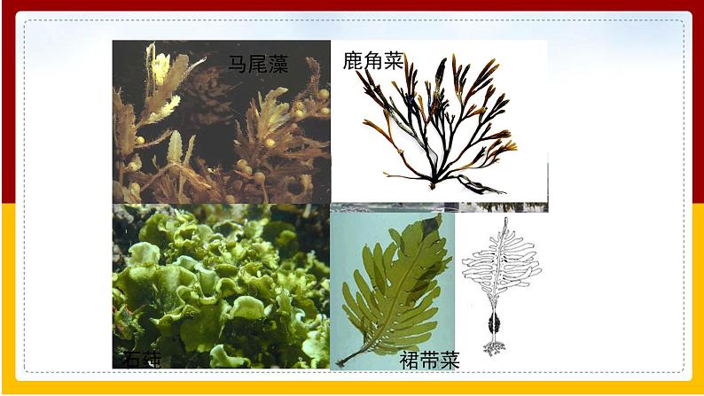 第10章 水中的生物 第2节 水中的藻类植物课件PPT08