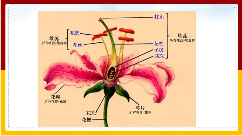 第11章 地面的生物 第1节 地面上的植物课件PPT08