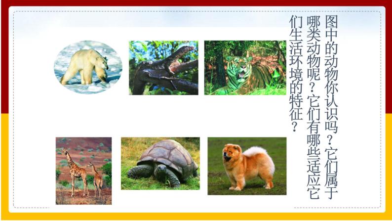 第11章 地面的生物 第2节 地面上的动物课件PPT06