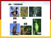 第12章 空中的生物 第1节 鸟类课件PPT