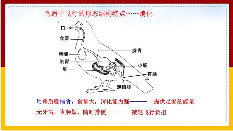 第12章 空中的生物 第1节 鸟类课件PPT07