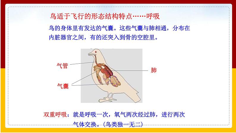 第12章 空中的生物 第1节 鸟类课件PPT08