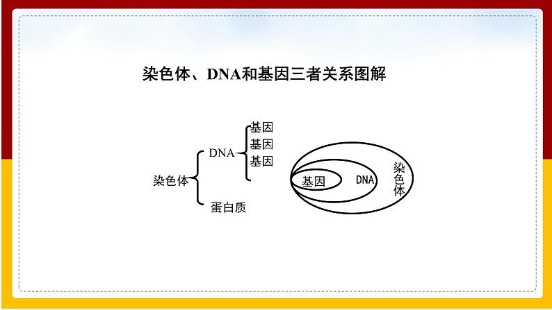 第22章 生物的遗传与变异 第1节 生物的遗传（2）课件PPT06