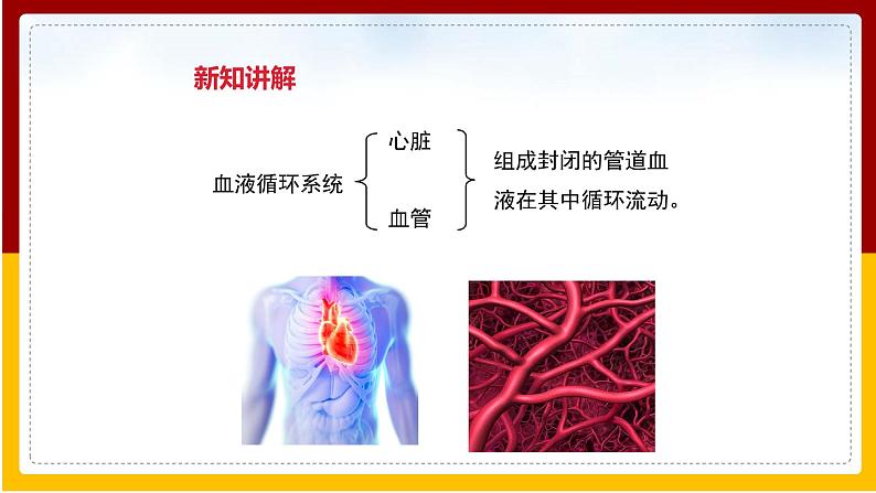 第10章 人体的物质运输和能量供给 第1节 血液和血型课件PPT04