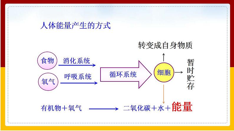 第10章 人体的物质运输和能量供给 第5节 人体能量的供给课件PPT05