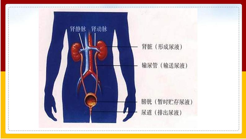 第11章 人体内的废物排入环境 第2节 人体废物的排出课件PPT04