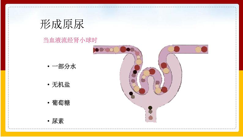 第11章 人体内的废物排入环境 第2节 人体废物的排出课件PPT06