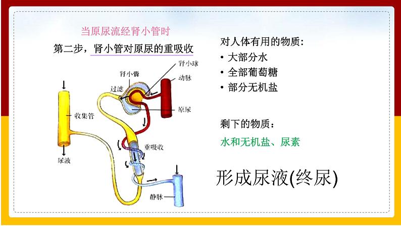 第11章 人体内的废物排入环境 第2节 人体废物的排出课件PPT07